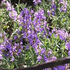 Salvia officinalis 'Robert Grimm' dwarf culinary sage
