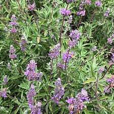 Salvia clevelandii x 'Kaleidoscope' sage