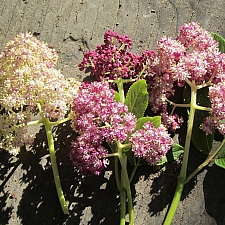 Sambucus racemosa 'Alamere Lavender' red elderberry