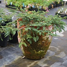 Sequoia sempervirens 'Nana Pendula' prostrate coast redwood