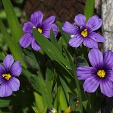 Sisyrinchium bellum 'Rocky Point' dwarf blue-eyed grass