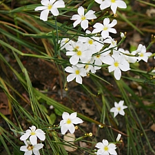 Sisyrinchium bellum 'Sonoma Snow' blue-eyed grass