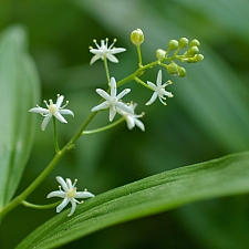 Maianthemum (Smilacina) stellatum  slim false Solomon's seal