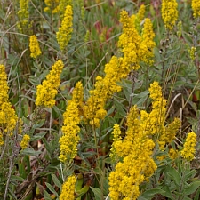 Solidago velutina ssp. californica  California goldenrod