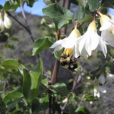 Styrax redivivus  snowdrop bush