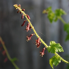 Tolmiea menziesii  piggyback plant