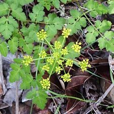 Tauschia kelloggii  umbrellawort