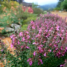 Teucrium chamaedrys  germander