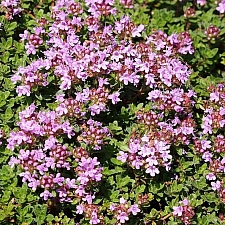 Thymus serpyllum 'Coccineus' red creeping thyme