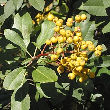 Heteromeles arbutifolia 'Davis Gold' gold fruited toyon