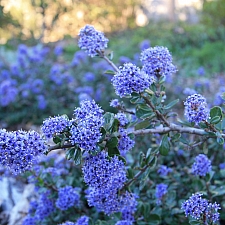 Ceanothus maritimus 'Valley Violet' Santa Barbara ceanothus
