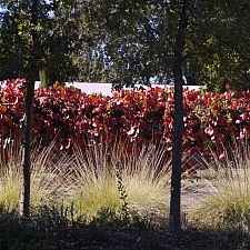 Vitis californica x 'Roger's Red' California grape