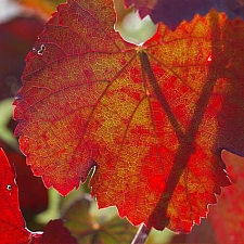 Vitis californica 'Russian River' California grape