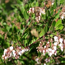 Arctostaphylos  'White Lanterns' manzanita