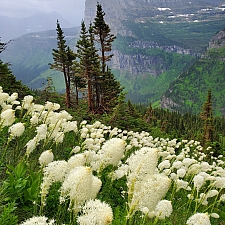 Xerophyllum tenax  bear grass